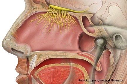 The Olfactory System - Patrick J. Lynch, Medical Illustrator